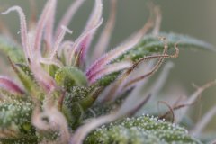 Master Kush #2
