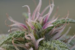 Master Kush #2