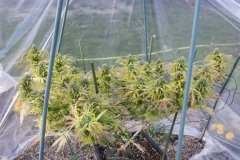 Master Kush #2