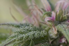 Master Kush #2