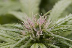 Master Kush #2