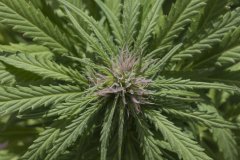 Master Kush #2