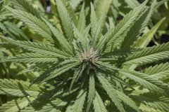 Master Kush #2