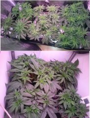 session3 VS session4.JPG