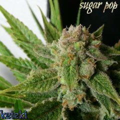 Sugar pop#1 s2