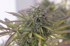 Sour Tangie #6