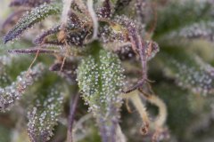 Sour Tangie #6