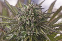 Sour Tangie #6