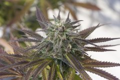 Sour Tangie #6