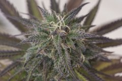Sour Tangie #6