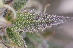 Sour Tangie #6