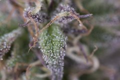 Sour Tangie #6