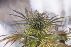 Sour Tangie #6