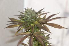 Sour Tangie #6