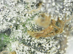 Headbanger #11