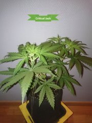 Critical Jack - flo+0.JPG