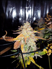 lsd1