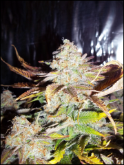 lsd3