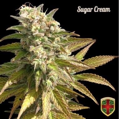 Sugar Cream