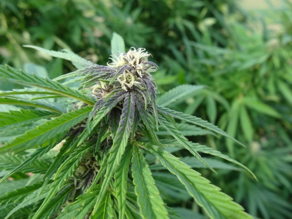 Easy Sativa purple.jpg