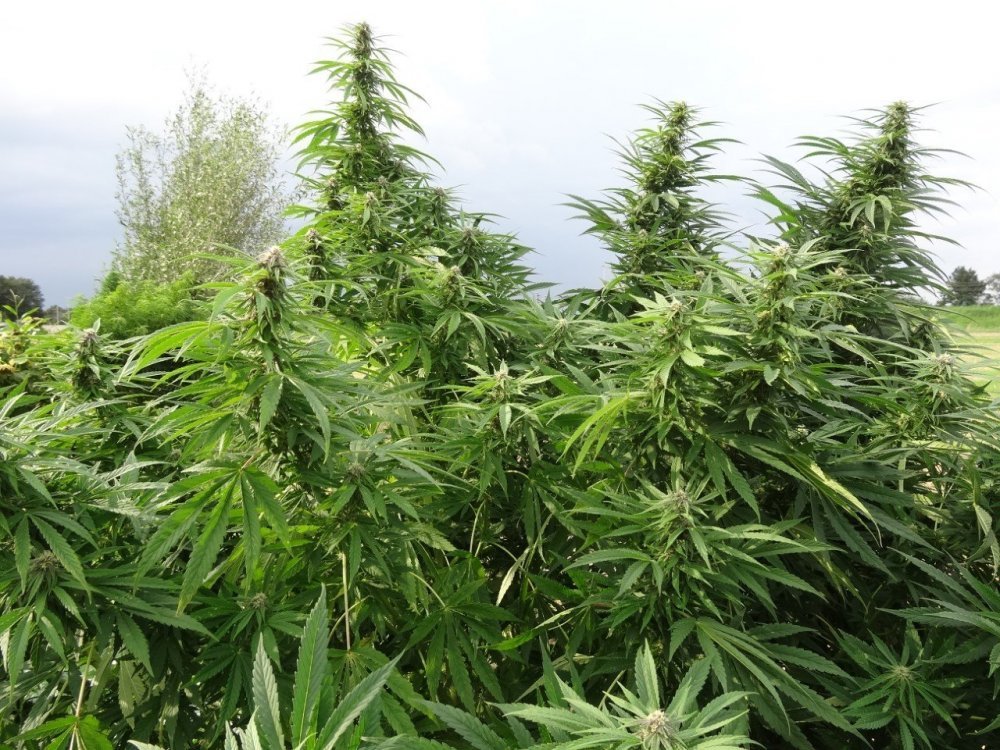 Easy Sativa.jpg