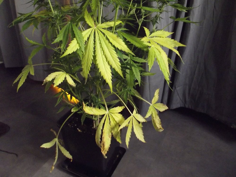 DSCF2590.JPG