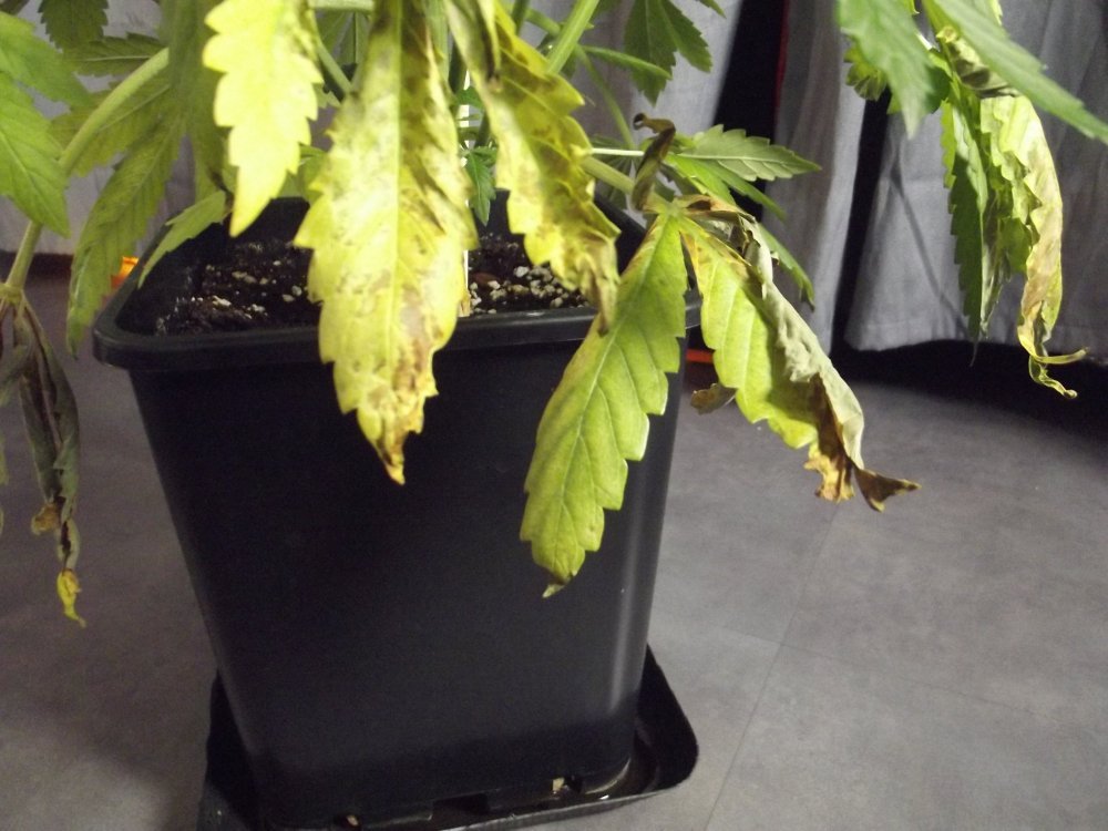 DSCF2593.JPG