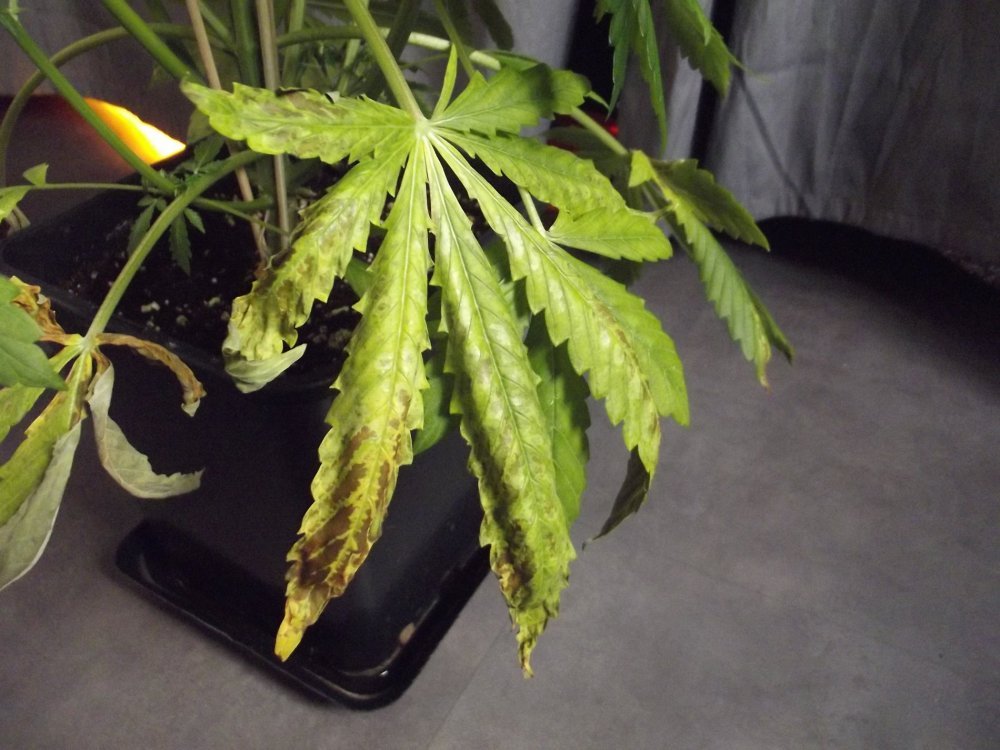 DSCF2594.JPG