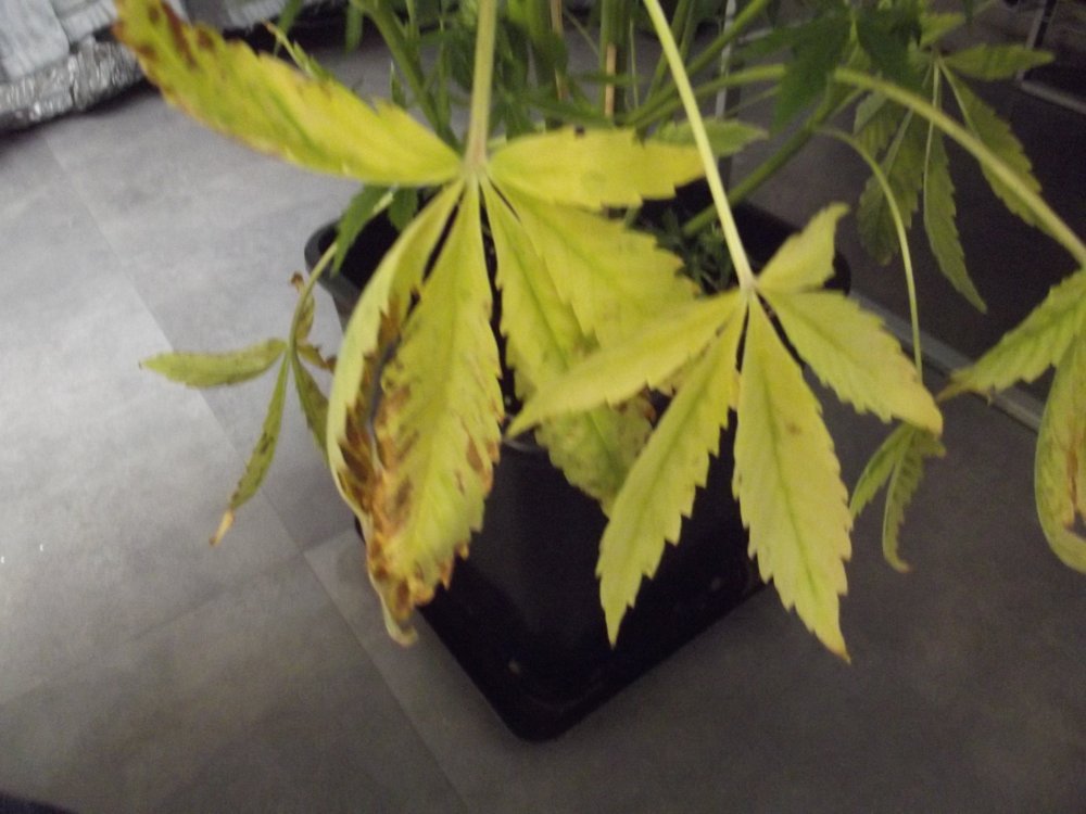 DSCF2595.JPG