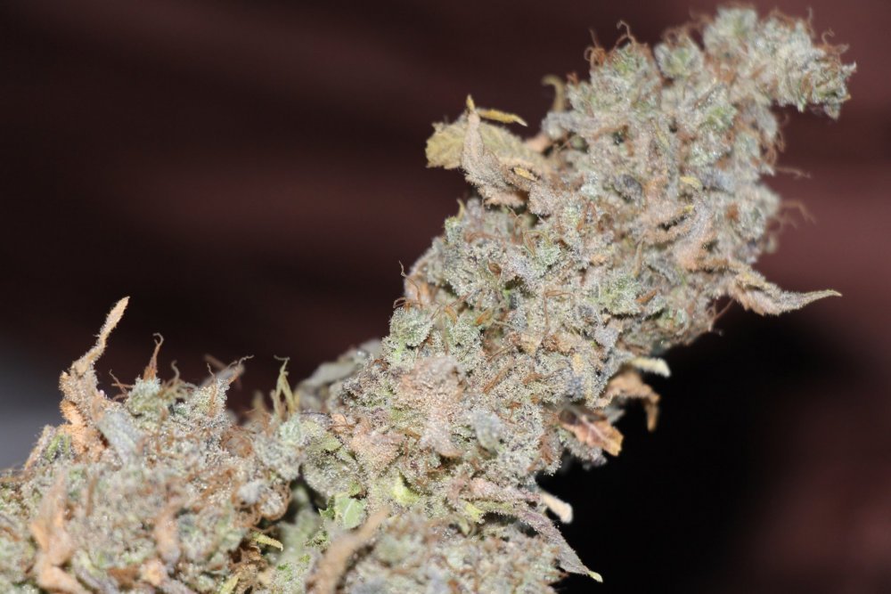 IMG_2694.JPG
