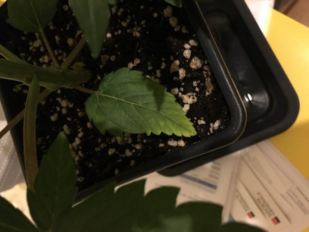 IMG_3938.JPG