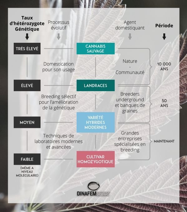 landraces-info-FR-new_blog_cdn.jpg