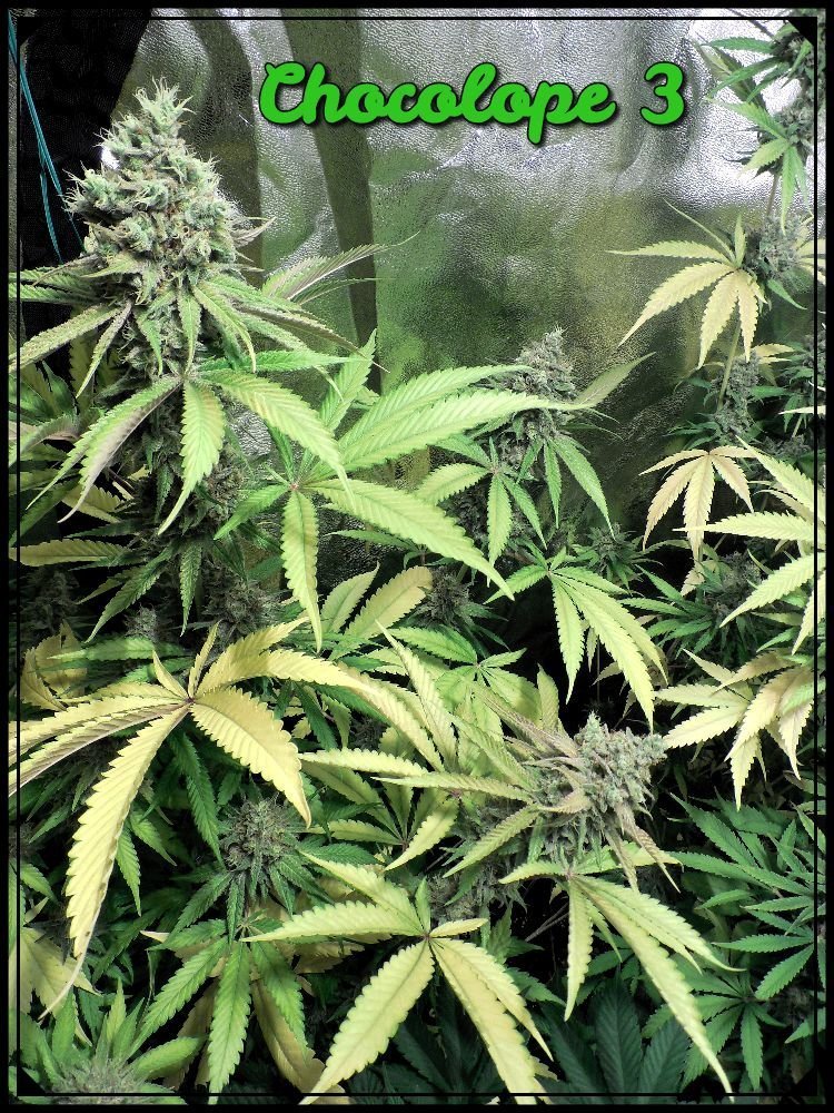 large.Chocolope3.jpeg.4f1c6fbf675612e4ab
