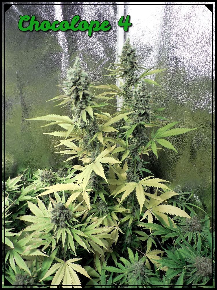 large.Chocolope4.jpeg.8cf54bdbaf516997b6