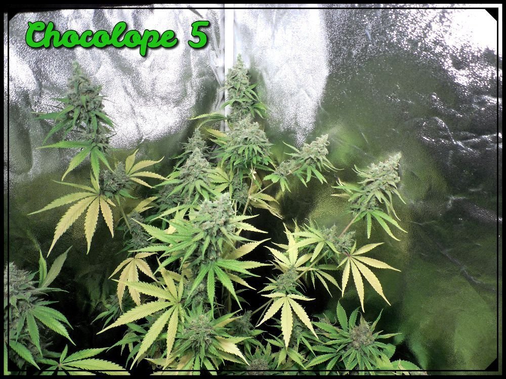 large.Chocolope5.jpeg.336dc9f2bbc15c0645