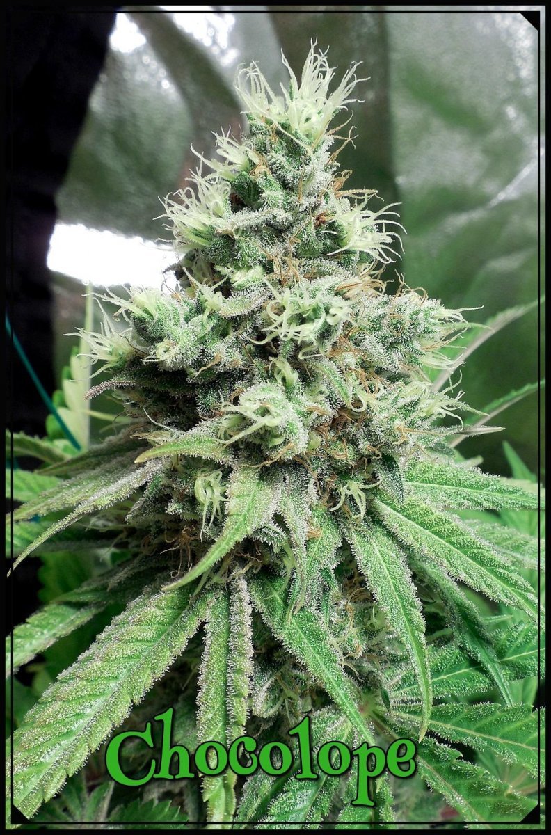 large.Chocolope_58j.jpeg.684296bbcb7c278