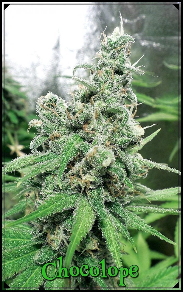 large.Chocolope_F59.jpeg.17808b62aa91176