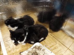multi cat