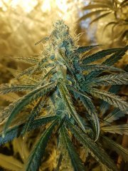 lemon og candy f+27