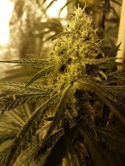 lemon og candy f+27