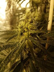 lemon og candy f+27