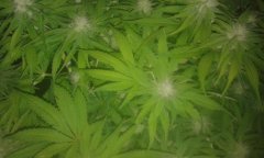 Los Andykush