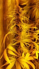 Blue cheese