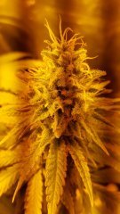 Chronic Thunder