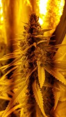 Critical cheese