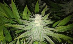 Sdgf pheno12 flo+40.jpg