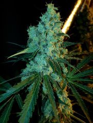 mamba negra / blim burn seed