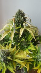 20180218_155317.jpg