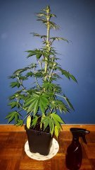 Skunk11.jpg