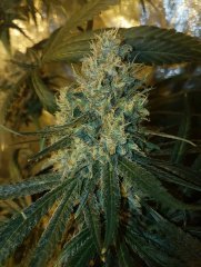 lemon og candy f+46